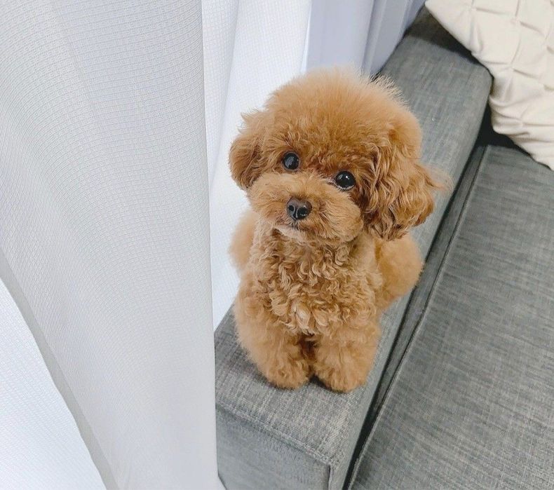 Мальтипу премиум мини с документами