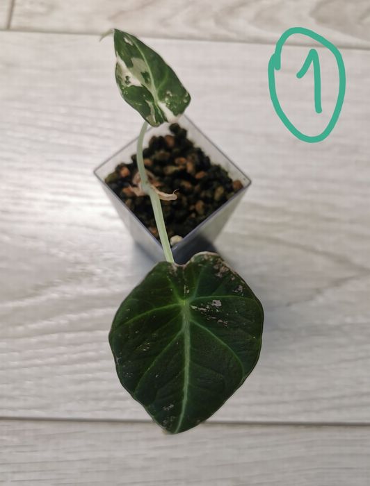 Alocasia Dragon Moon, Silver Dragon, Maharani, BVPV, Ninja Variegata - nadwyżki (zapytaj o cenę)