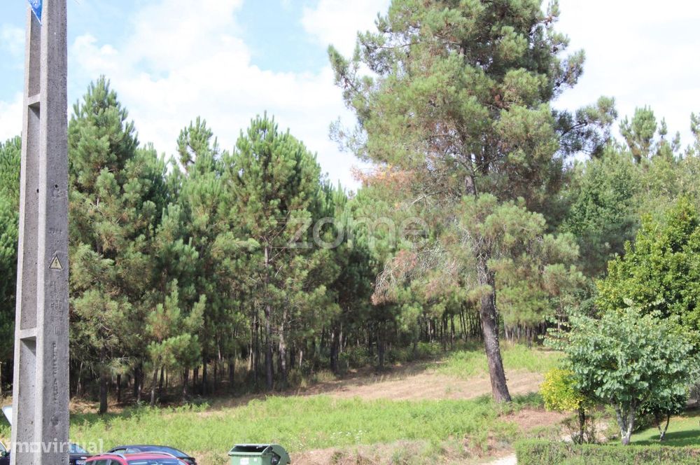 Terreno com pinhal e e mato a 15 minutos de Viseu