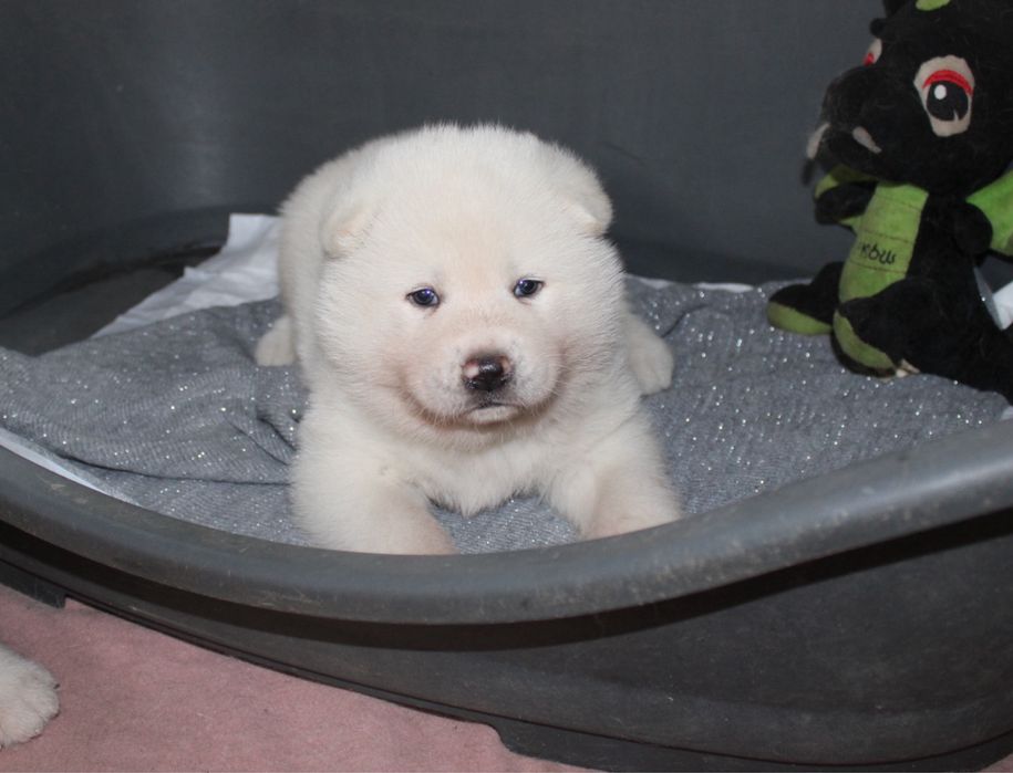 Akita Japońska (Inu )