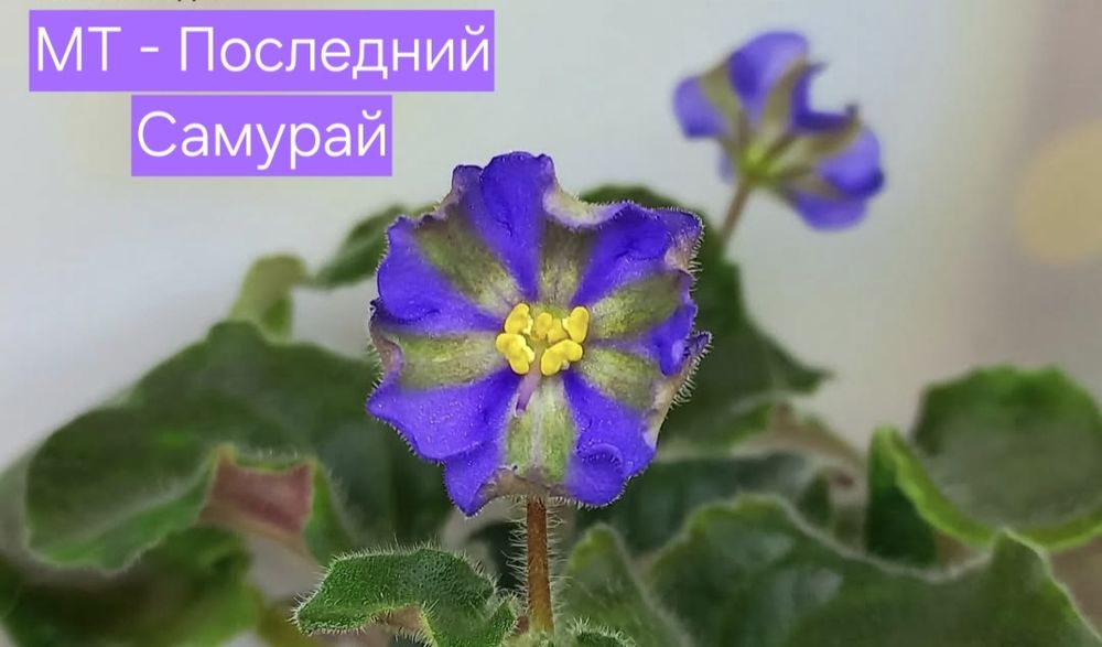 Фиалки сортовые детки