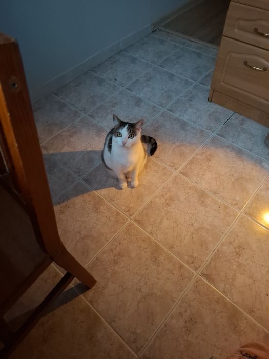 Oddam kotkę za darmo