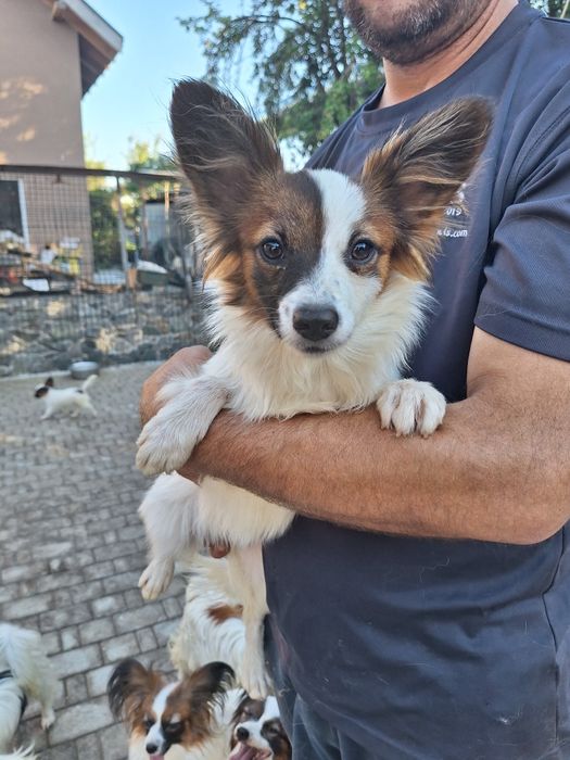 Жанна папильон дева