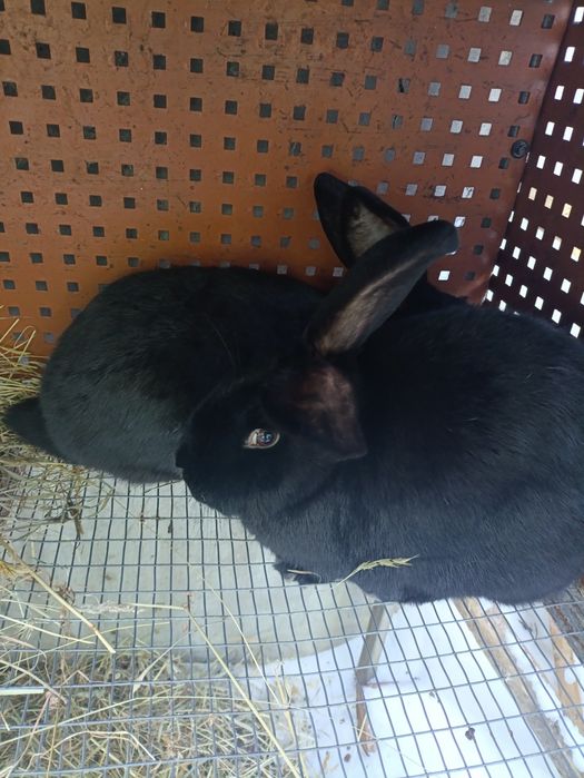 Продам 2 кролиці