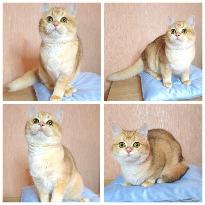 Британська Золота шиншила