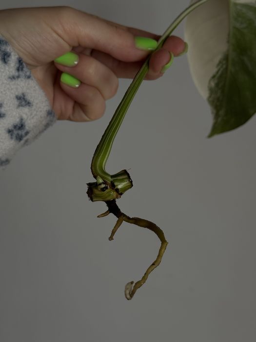 MONSTERA ALBO / монстера альба