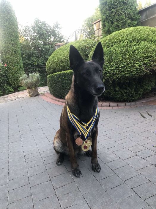 Цуценята Бельгійської Вівчарки Малінуа