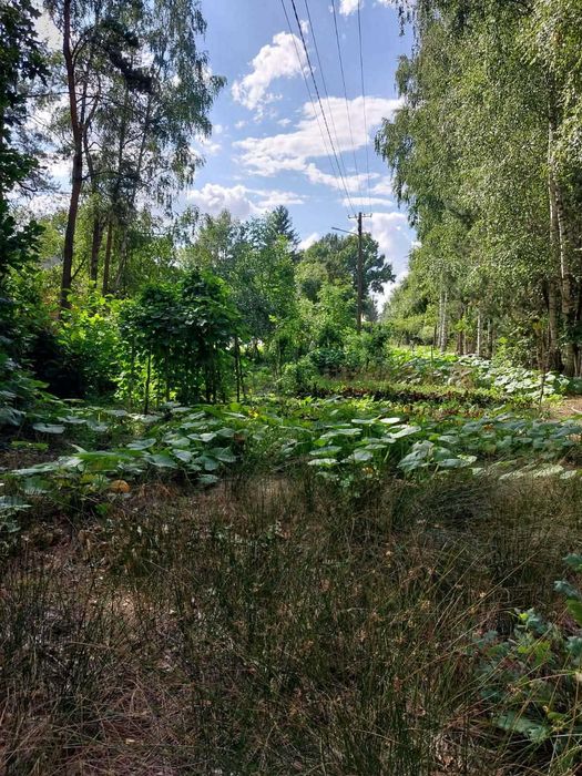 Działka 1,07 ha -spokojne miejsce na dom,blisko lasu nad rzeka Krzną