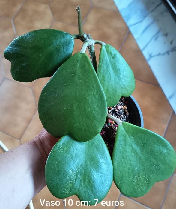 Hoya Kerry em vaso 10 cm