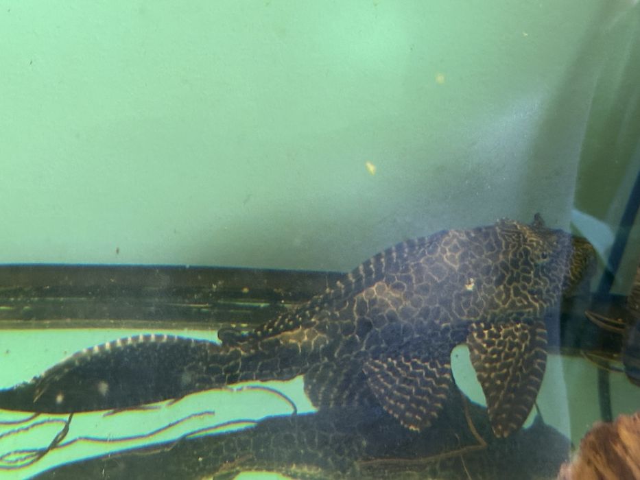 Glonojad Gibiceps 12-16cm