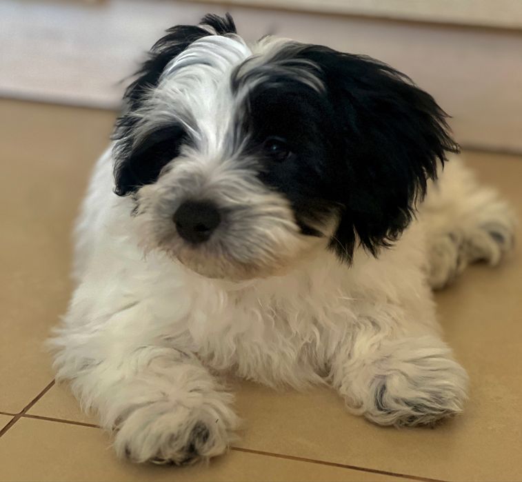 Продаю унікальне цуценя