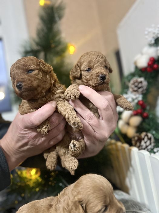 Хлопці Тойчики Та мальтіпушки