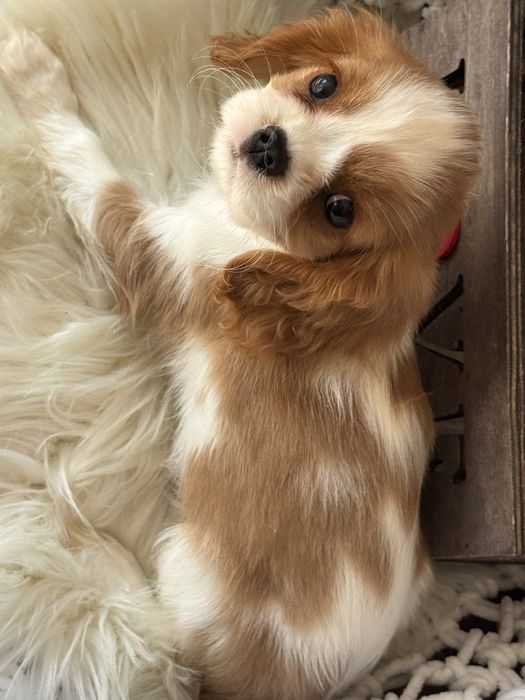 Sunia blenheim - Cavalier King Charles Spaniel