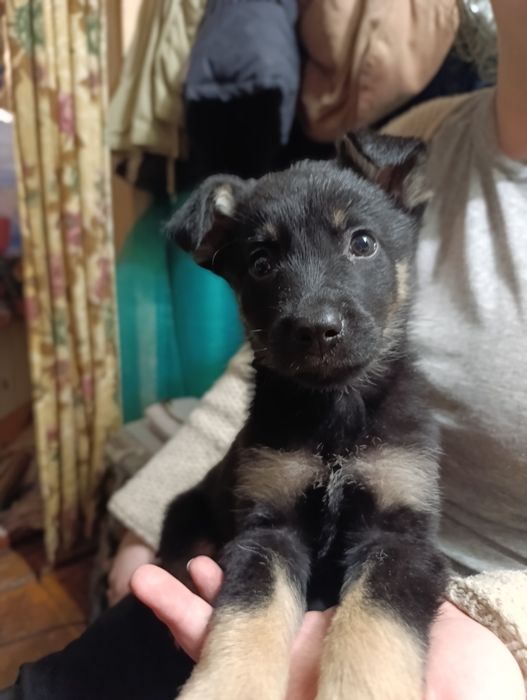 Отдам щенков в хорошие руки (бесплатно)