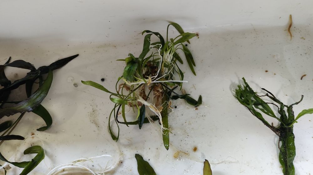 Plantas aquário raiz