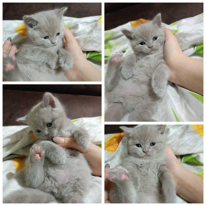 Продается шотландская кошечка