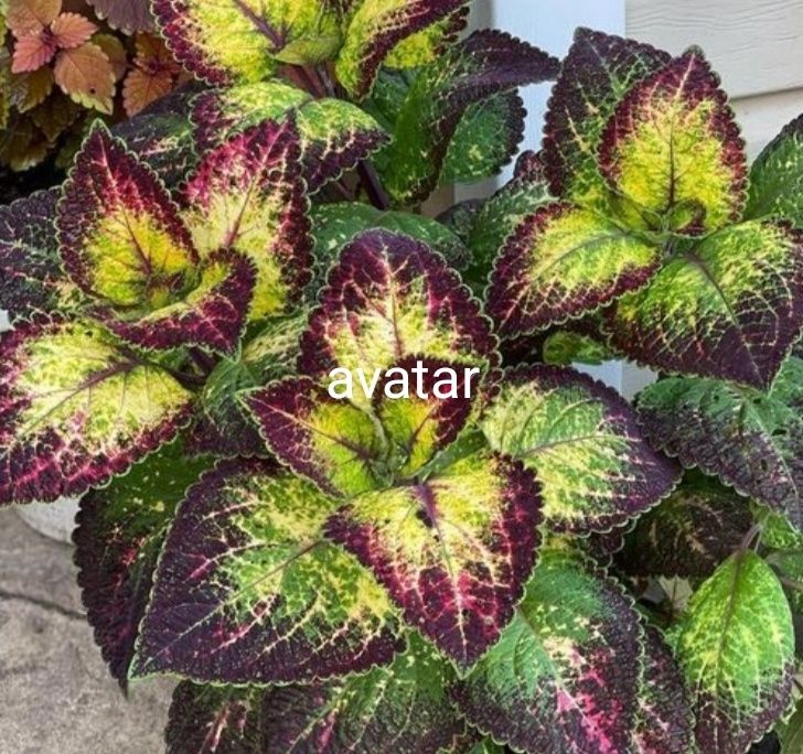 Колеуси сортові підрощені