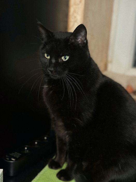 Кішка Парма шукає дім