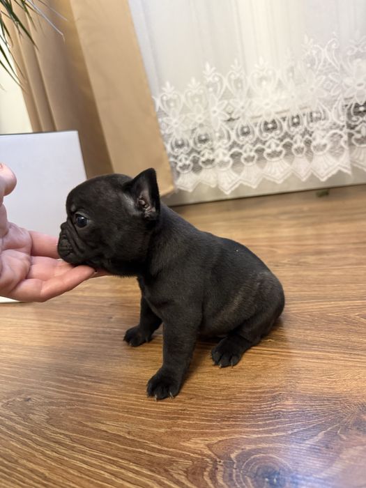 Piesek buldog francuski marengo