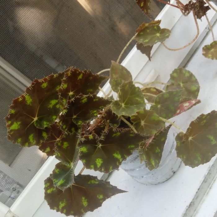 В кожний дім -  живі квіти .