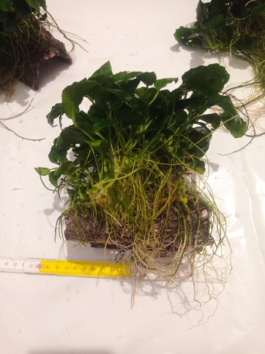Anubias grota do akwarium