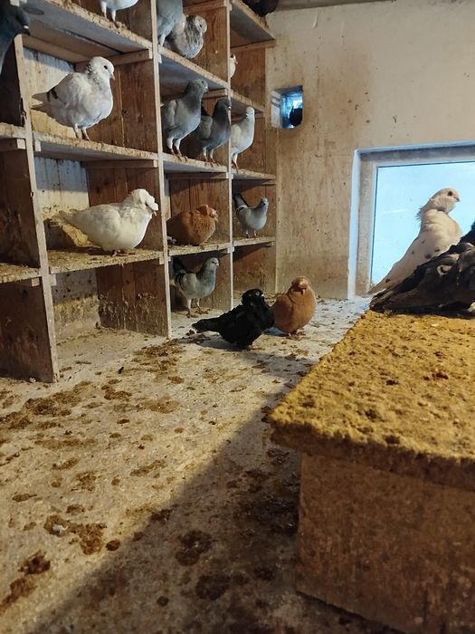 Modena niemiecka, różne barwy