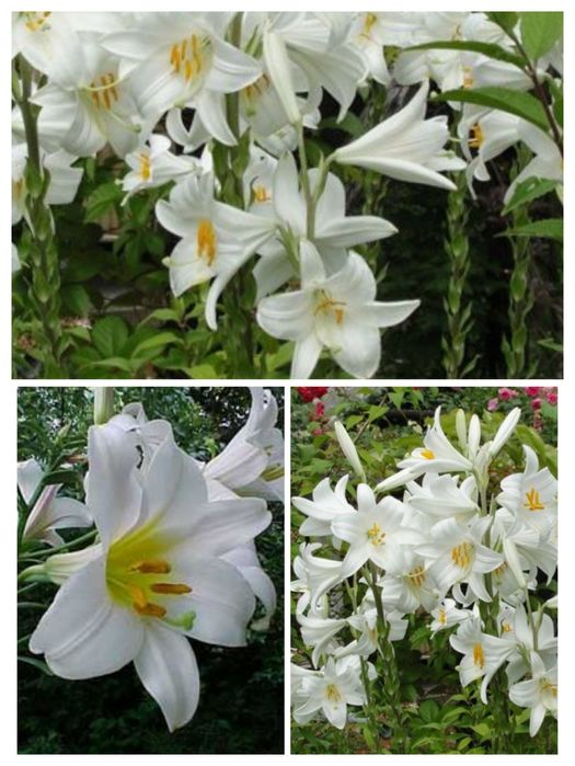 Лилейник, лилия, сантолина, сальвия, кареопсис, мята, кустарник