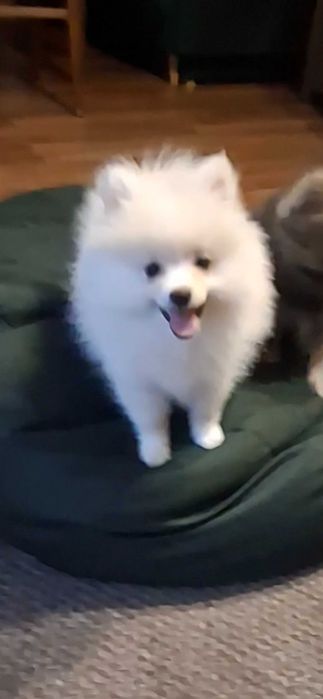 Szpic miniaturowy pomeranian szczeniak