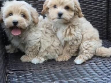 Maltipoo szczenię F1