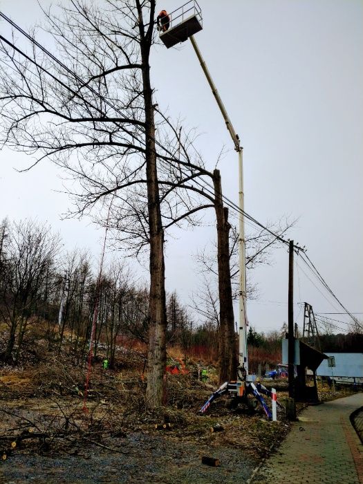 Wycinka drzew/pielęgnacja , karczowanie , oczyszczanie działek , rębak