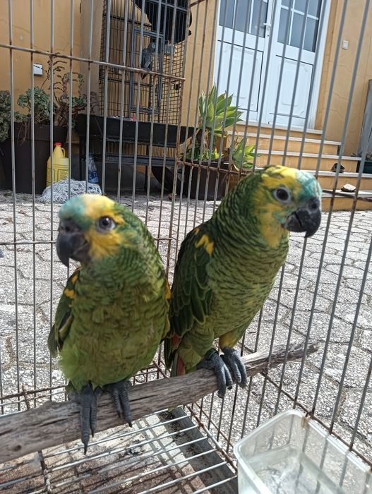 Casal de aestivas xhantoperix