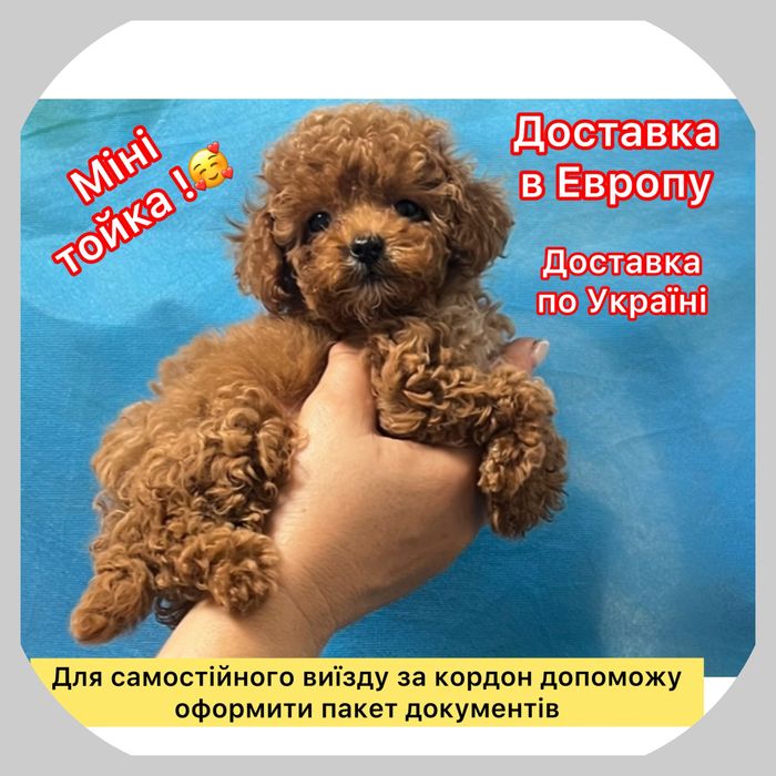 !!Тойка Тойка !  Китай !Є доставка за кордон