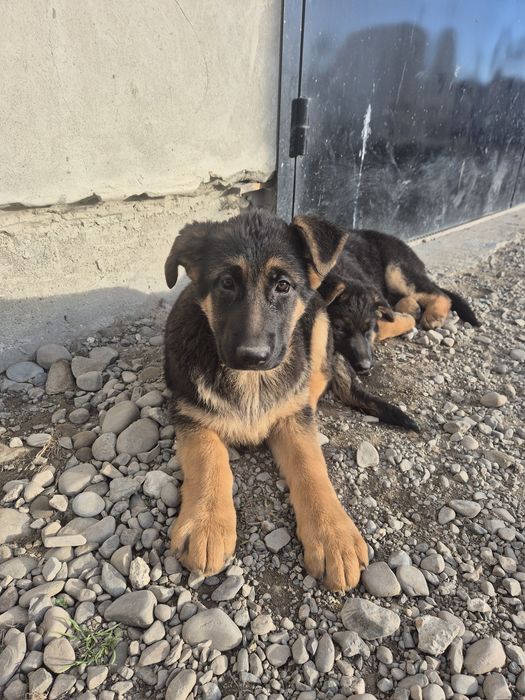 Продам цуценят породи Німецька вівчарка