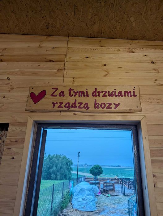 Mleko kozie z farmy alpak w Zabrzu Grzybowicach