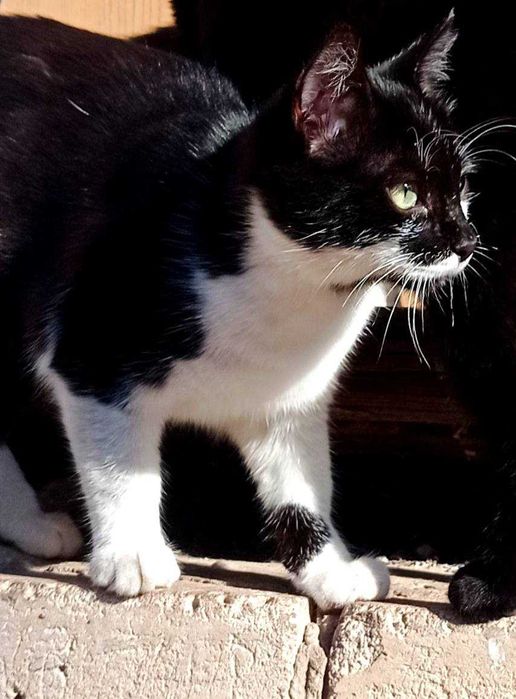 Котикам підліткам потрібні родини