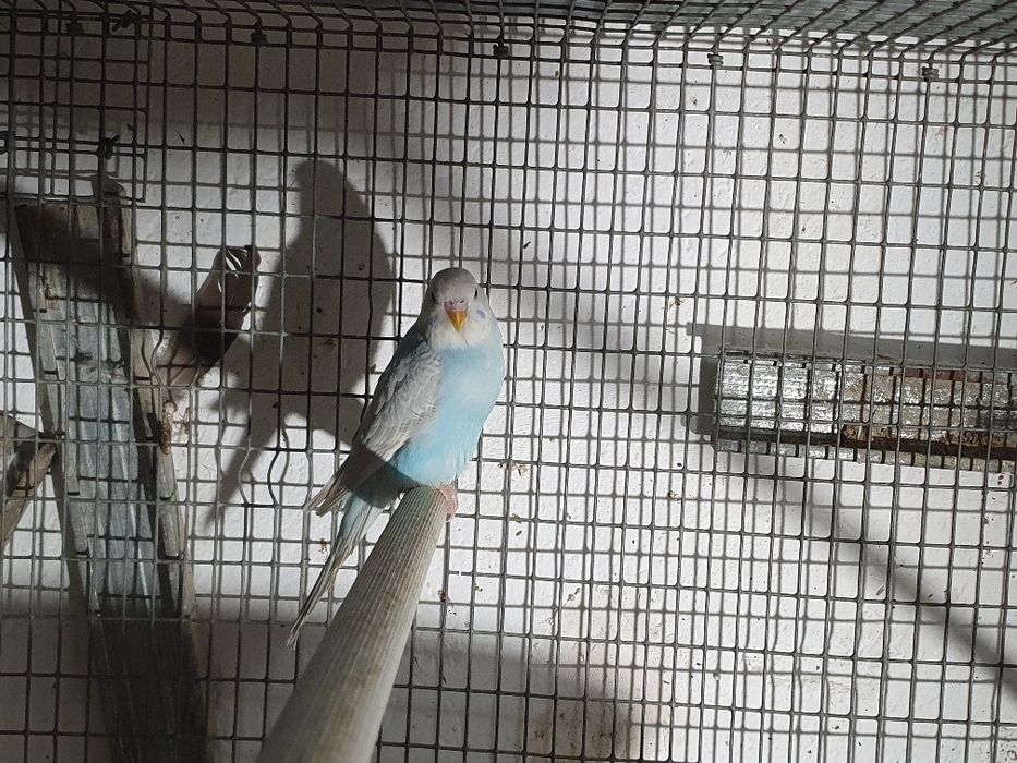 Periquitos casal 12,50€ venda seprardo ver