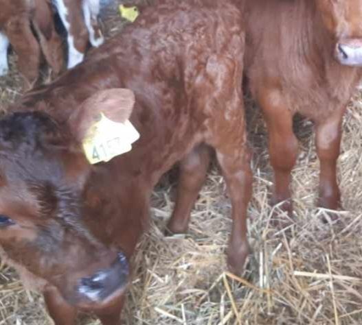 Byczki mięsne cielaki