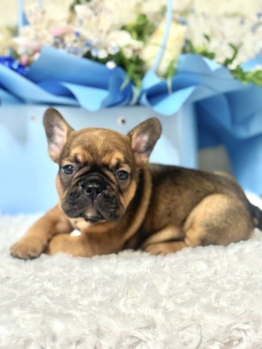 Шикарні цуценята різних окрасів! Доставка