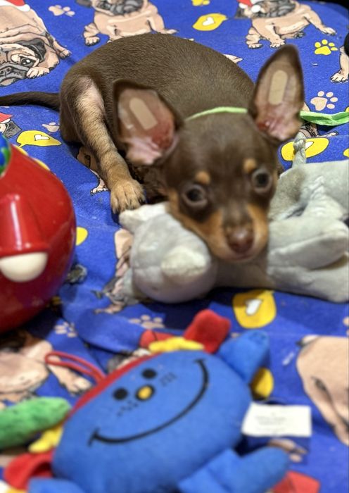 Той терʼєри міні та стандарт