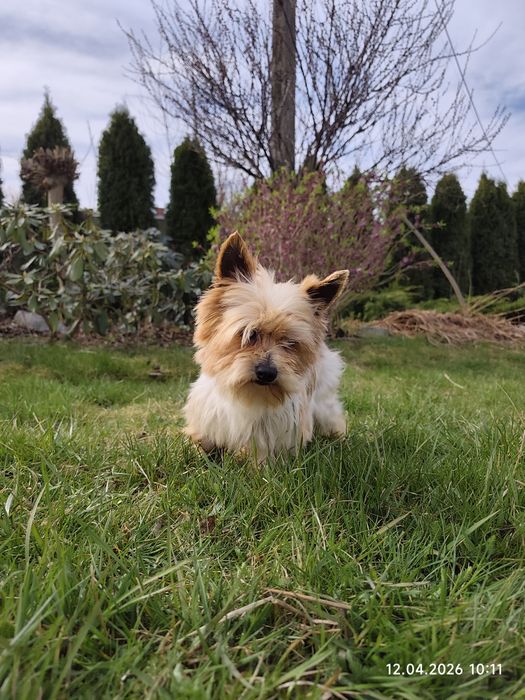 Śliczny piesek Yorkshire terrier
