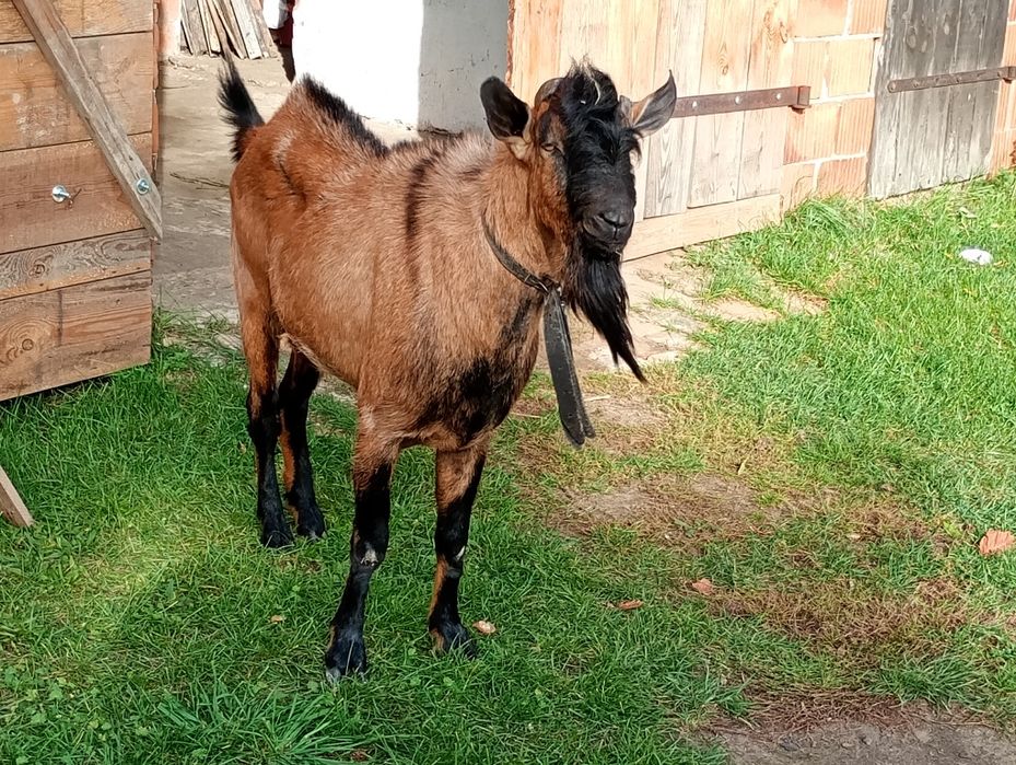 Kozioł cap krycie