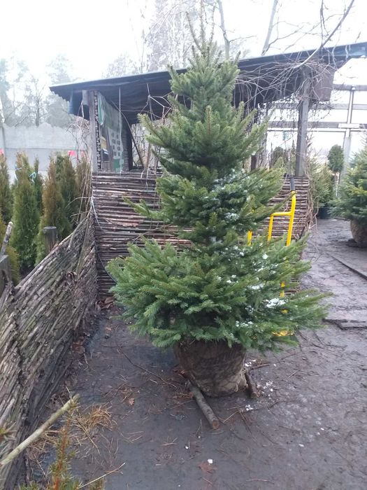 Живые ёлочки. Голубая, глаука, смерека, сербская и другие. От 1 до 4 м