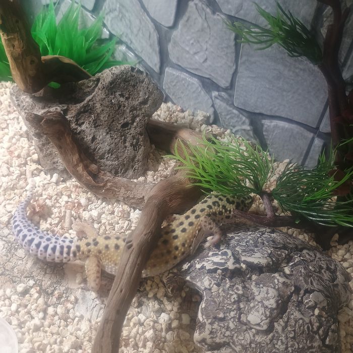 Gekon Lamparci ,Eublefar