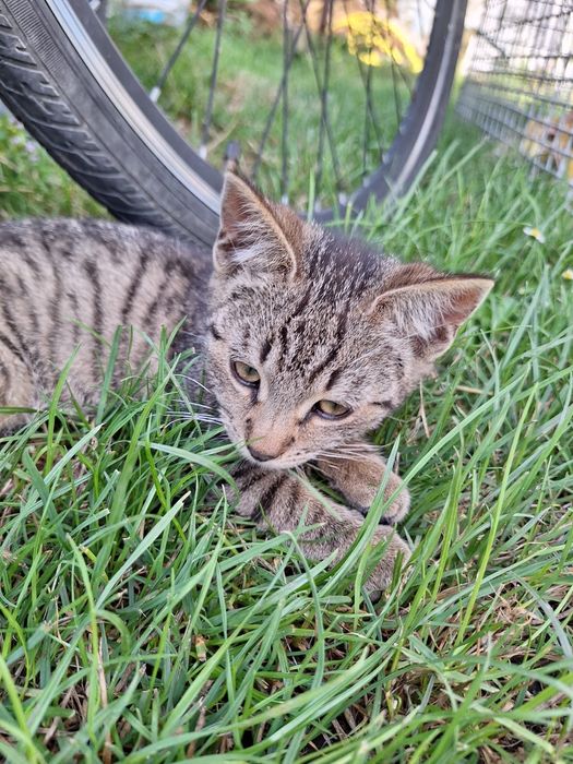 Oddam koty w dobre ręce