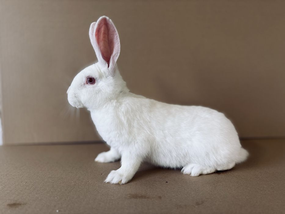 Kroliki, Samczyki Termondzki Biały, rodzice z rodowodem