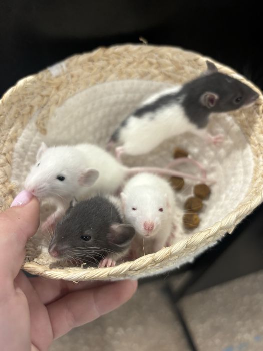 Щурик декоративний