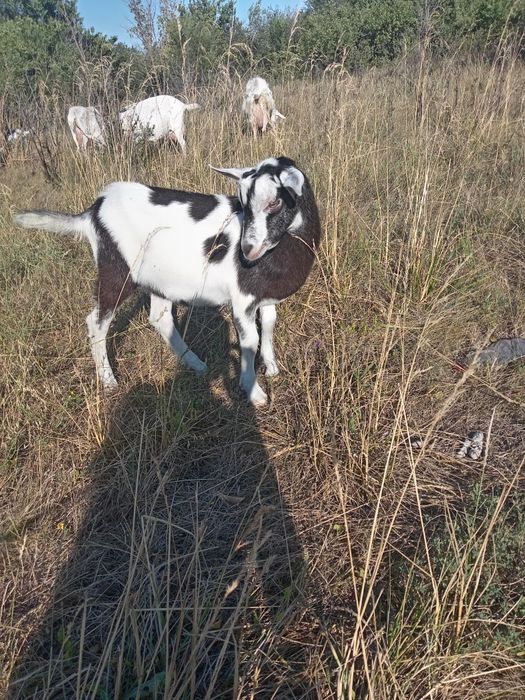 Продам зааненського козла
