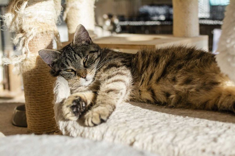 Kamila delikatna kotka o miękkim futerku szuka domu