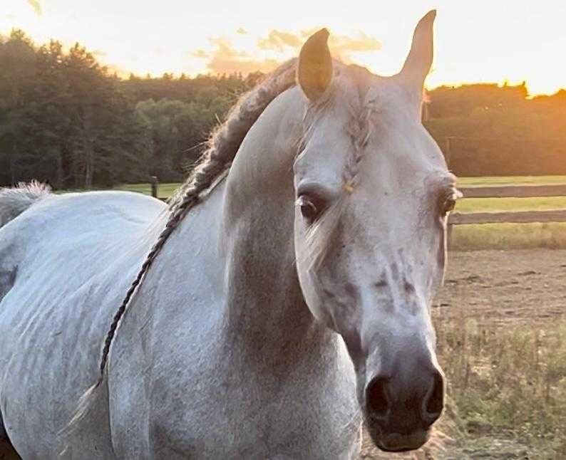 Piękny ogier arabski!