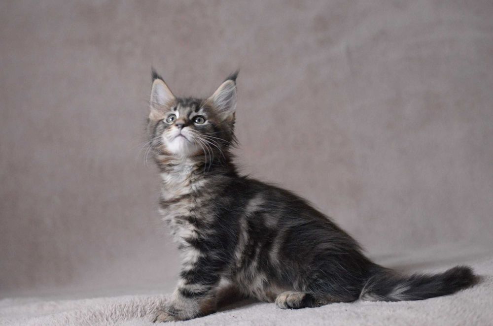 Dziewczynka maine coon z rodowodem FPL